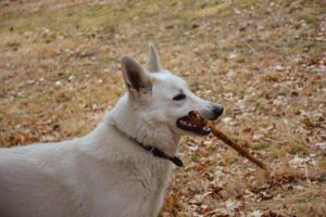 white dog, pose, outdoors-2154722.jpg